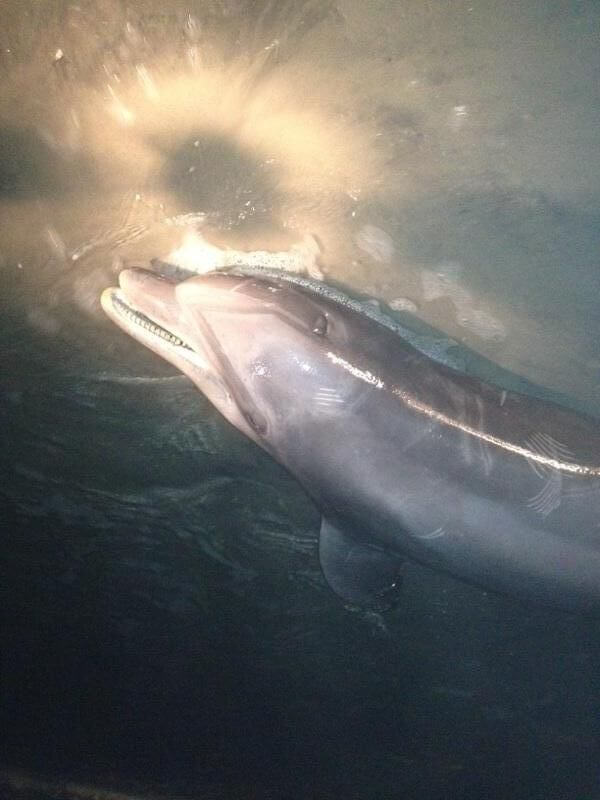 Dolphin Death Count Reaches 22 - Cape May County Herald