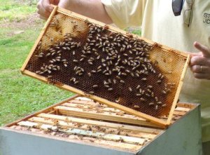 Bee Bills Become Garden State Laws
