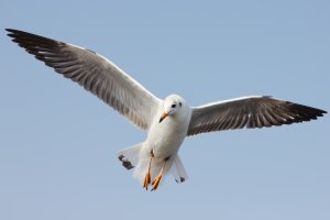 State Wildlife Agents Investigate Death Of Gull Allegedly Killed by Protective Dad