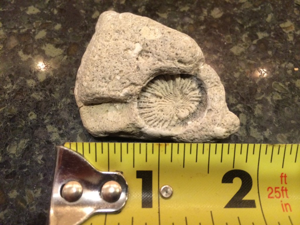 This 250+-million-year-old fossil horn coral was found by Ryan Fedok on Stone Harbor’s 98th Street beach Aug. 18.