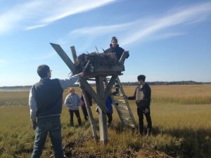 Cape Tech students repair osprey nests damaged by Hurricane Sandy and other coastal storms causing yearly wear and tear.
