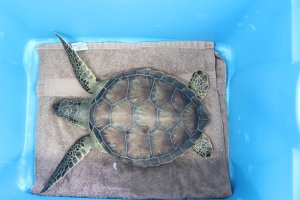 An endangered Green Sea Turtle