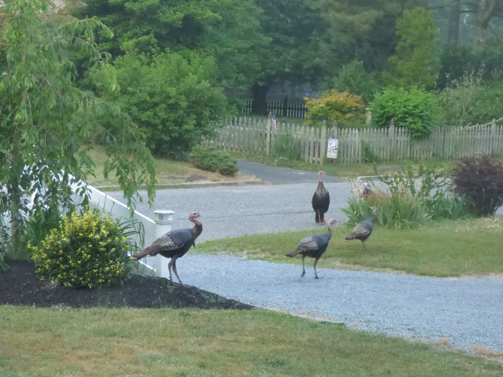 Turkeys wander in Court House yard in May.