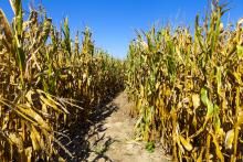 4-H Corn Maze Adds One More Day