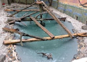 North American River Otter Exhibit Reopened at Cape May County Zoo