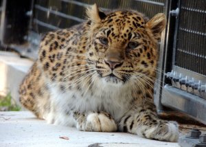 8-Year-Old Female Amur Leopard Arrives at the Cape May County Zoo