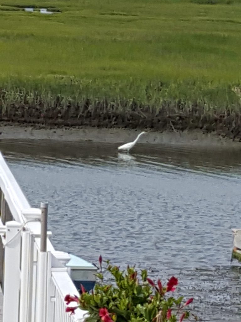 Who are Your Favorite Neighbors? A Tribute to Our Egrets