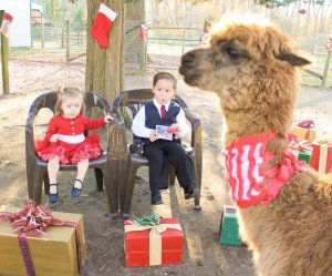 Christmas With Alpacas