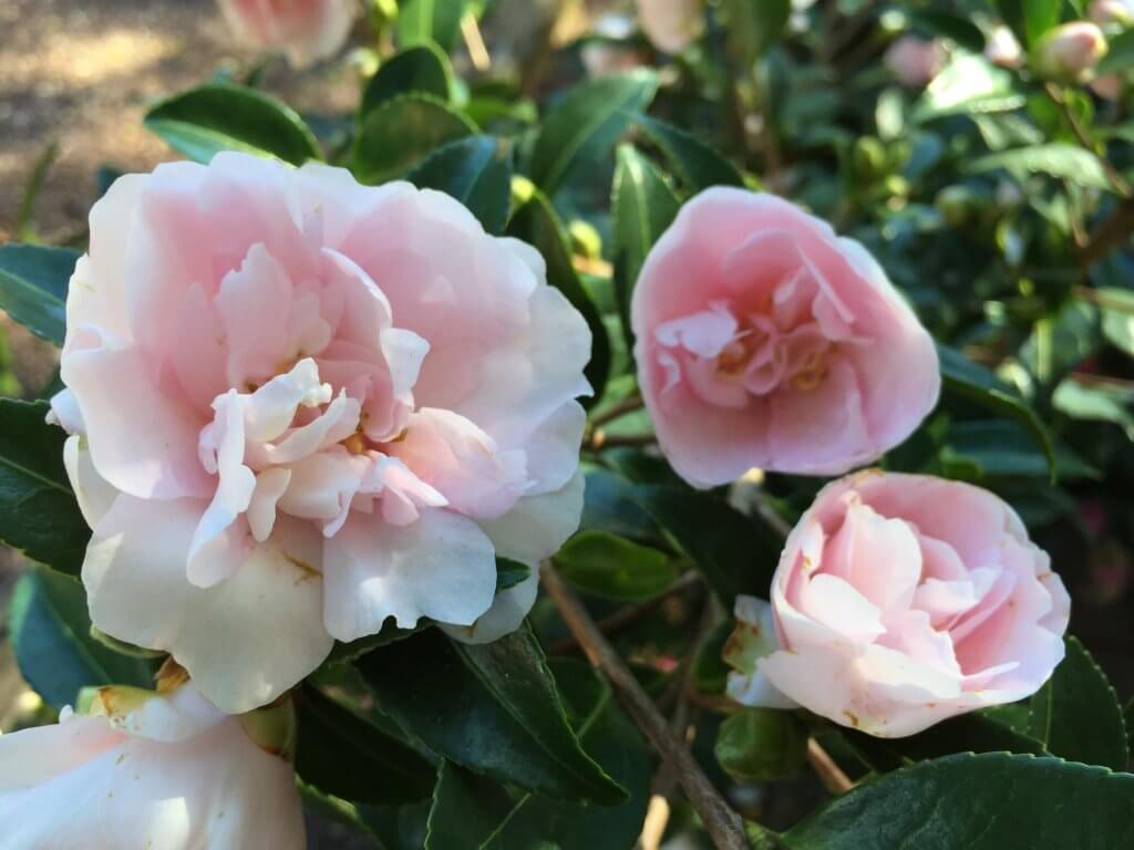 Fall blooming camellias begin blooming in October and well into December