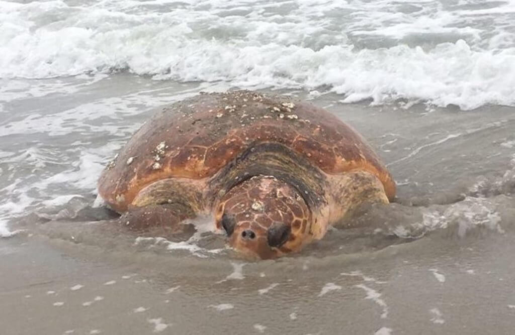 Sea Turtle Rescued in Avalon