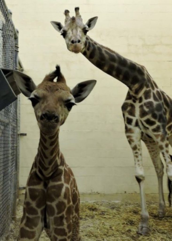 Giraffe calf with mom Joanie.