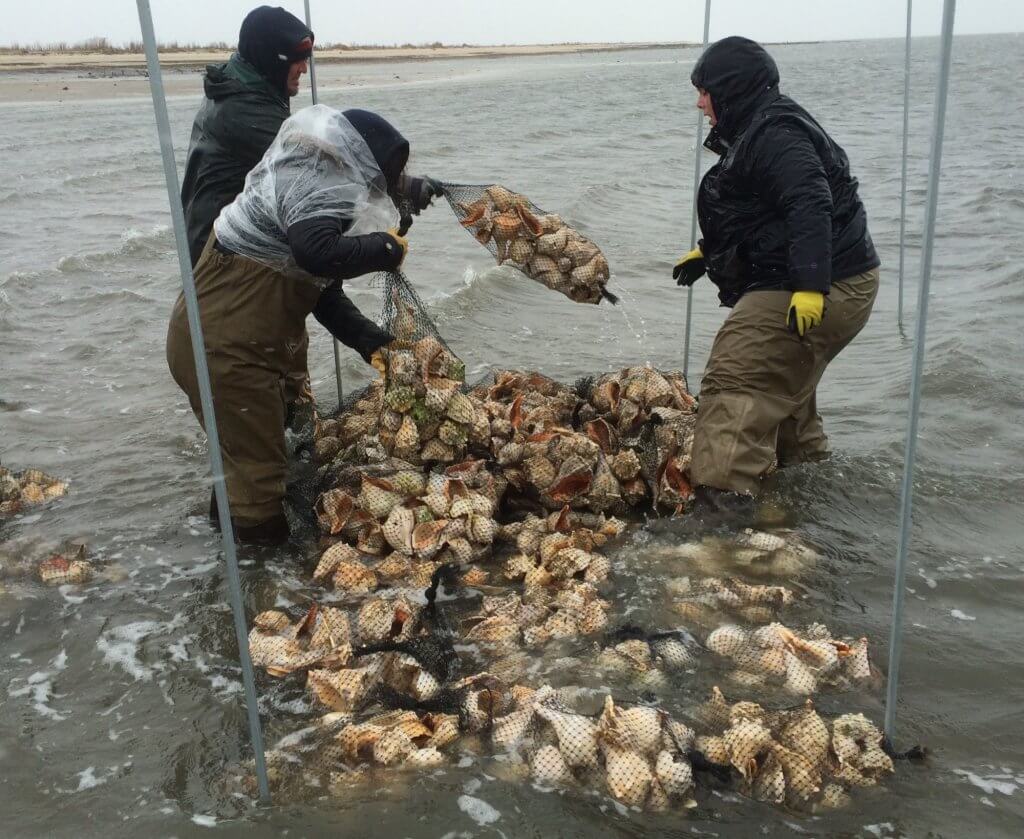 Oyster Reef Building