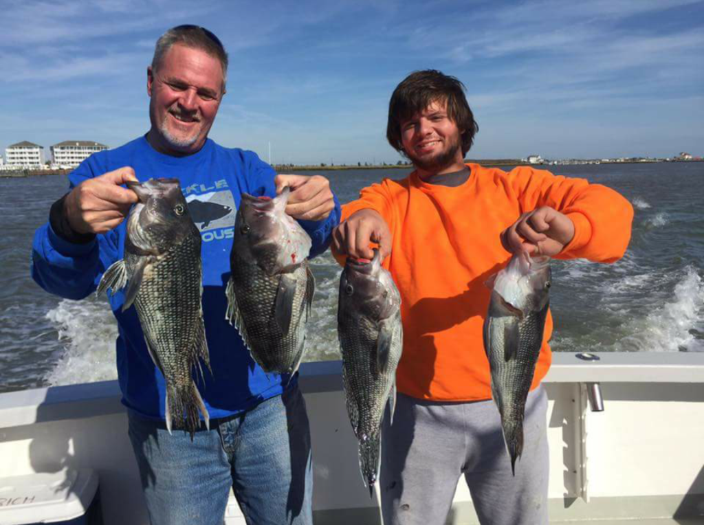 Some nice-sized sea bass.