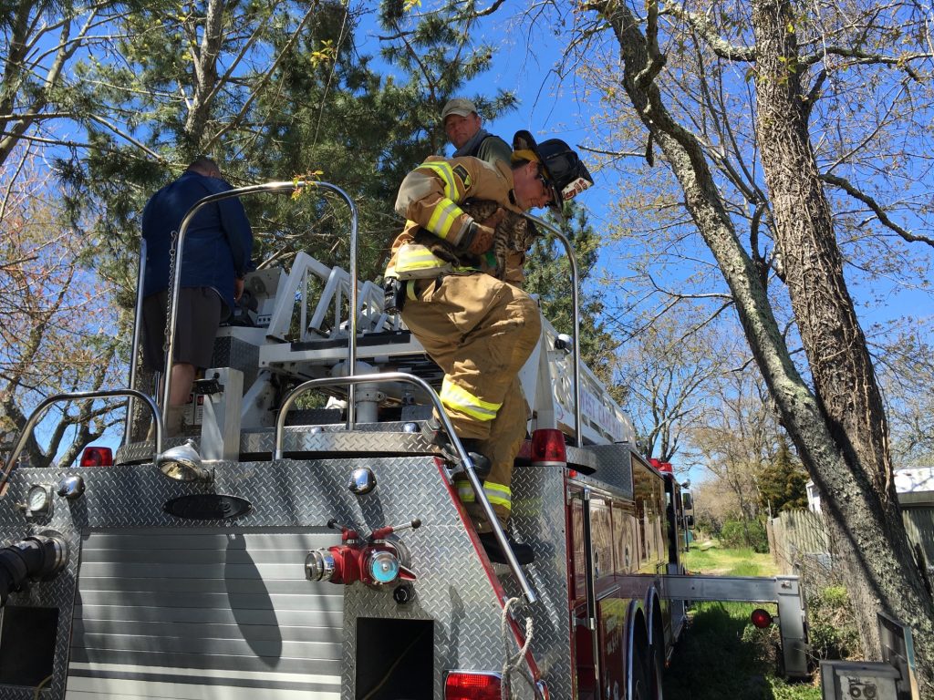 West Cape May Fire Department Rescues Cat from Tree