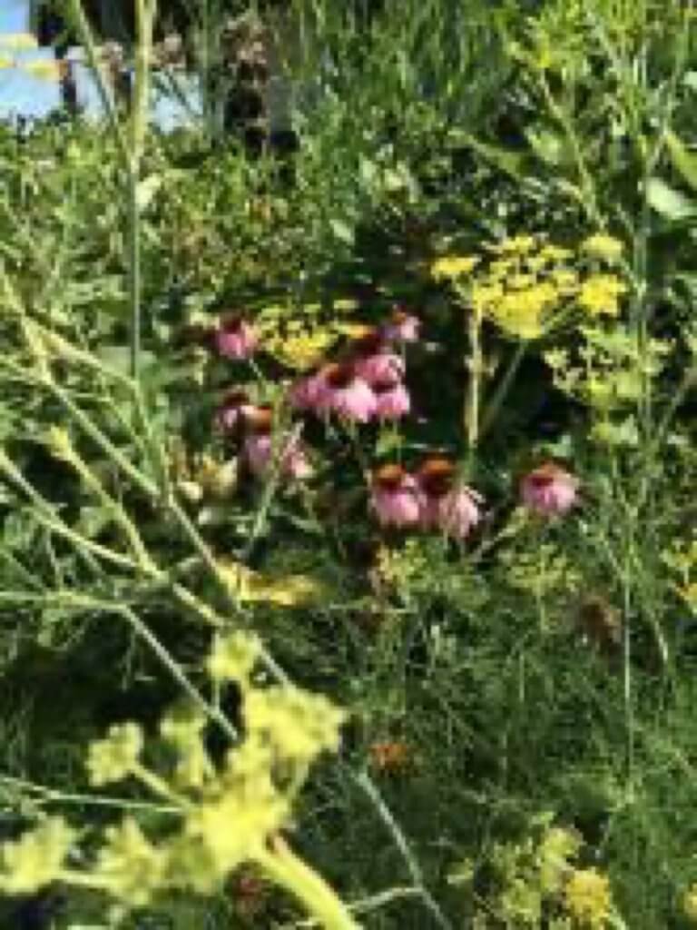 Not All Plant Sales are the Same… This is a True Native Wildlife Plant Sale