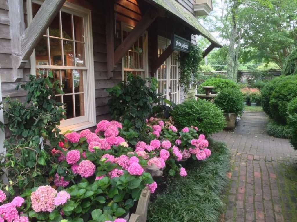 Repeat blooming hydrangeas add long lasting color with mondo grass.