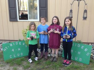 Hy-Riders CloverBuds planting tomato seedlings as spring projects. Seedlings were provided by Master Gardeners 4-H Club.