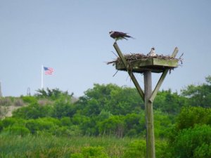 This photo of an Osprey nest with the American flag in the background was taken at South Cape May Meadows Nature Preserve in Lower Township. 