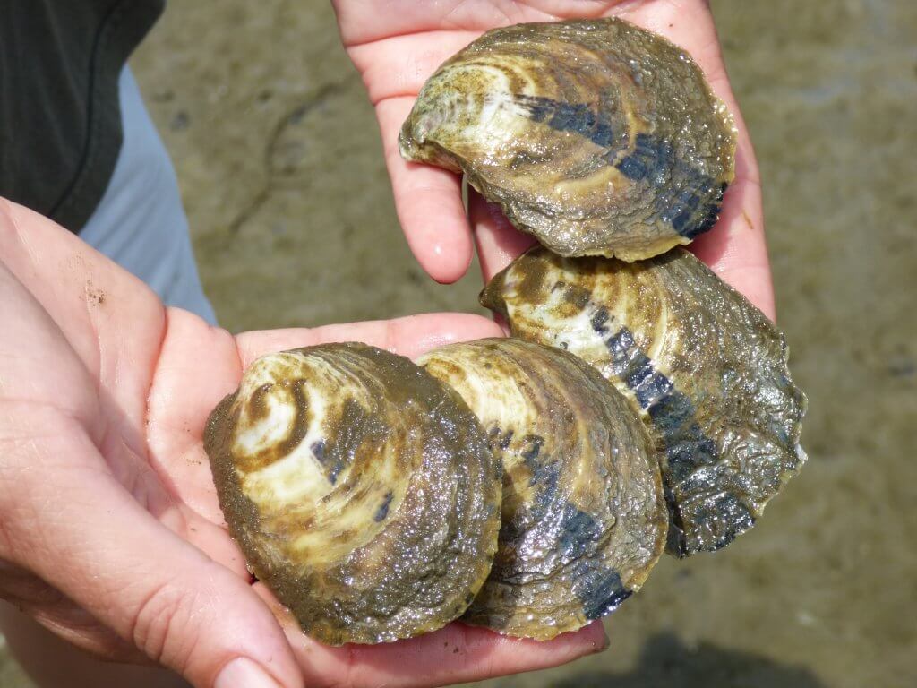 Oysters