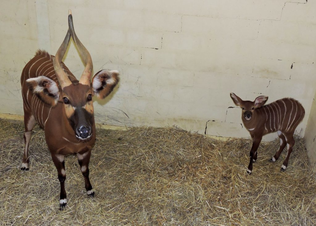 Bongo calf with mom Marley.