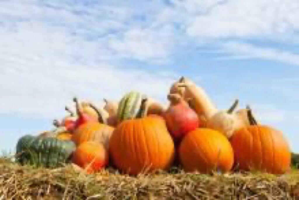 Middle Township Looks Forward to 19th Annual Harvest Fest