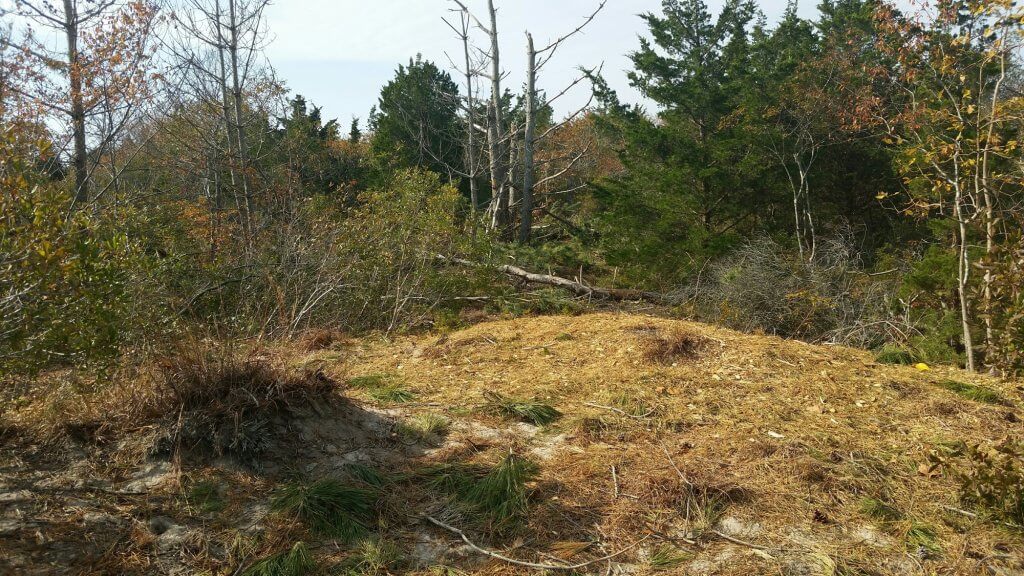 Area of tree removal taken from the 48th Street path.