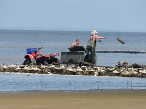 As oyster growers in Cape May County labor daily to nurture their product in Delaware Bay