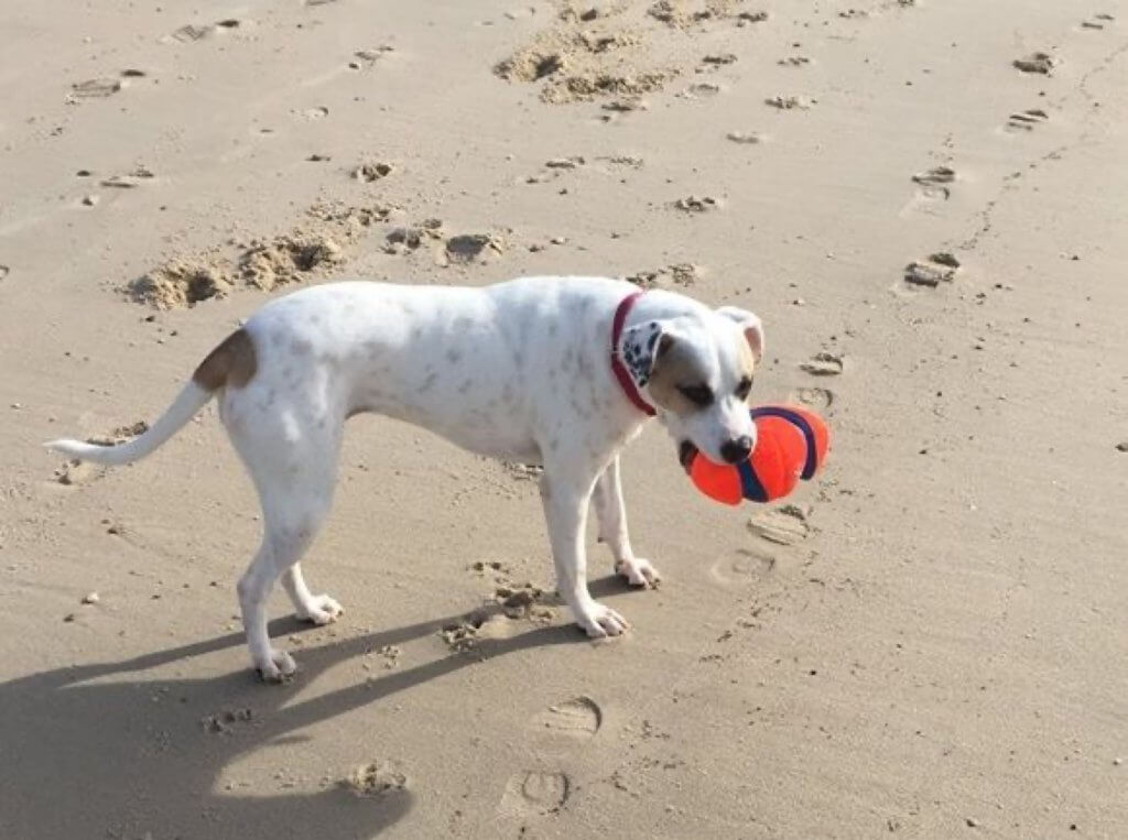 Lulu died after eating something on a North Cape May Beach April 15. Shore Animal Control asks pet owners to follow leash laws and watch what pets are putting in their mouths.