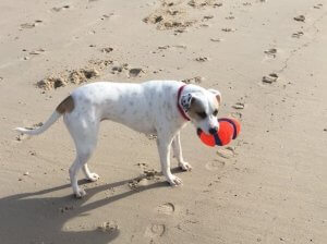 Lulu died after eating something on a North Cape May Beach April 15. Shore Animal Control asks pet owners to follow leash laws and watch what pets are putting in their mouths.