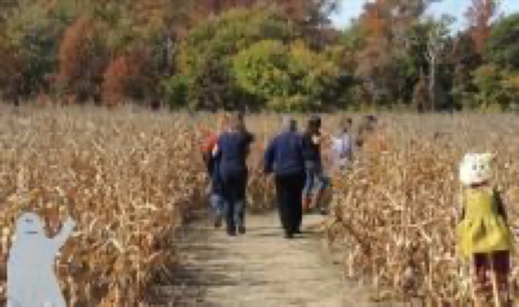 2nd Annual Cape May County 4-H Corn Maze and Pumpkin Patch