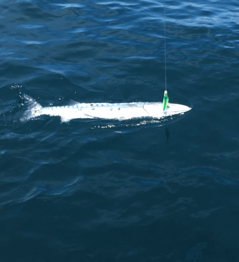 Gary Spiegel caught and released this 4 foot barracuda. 