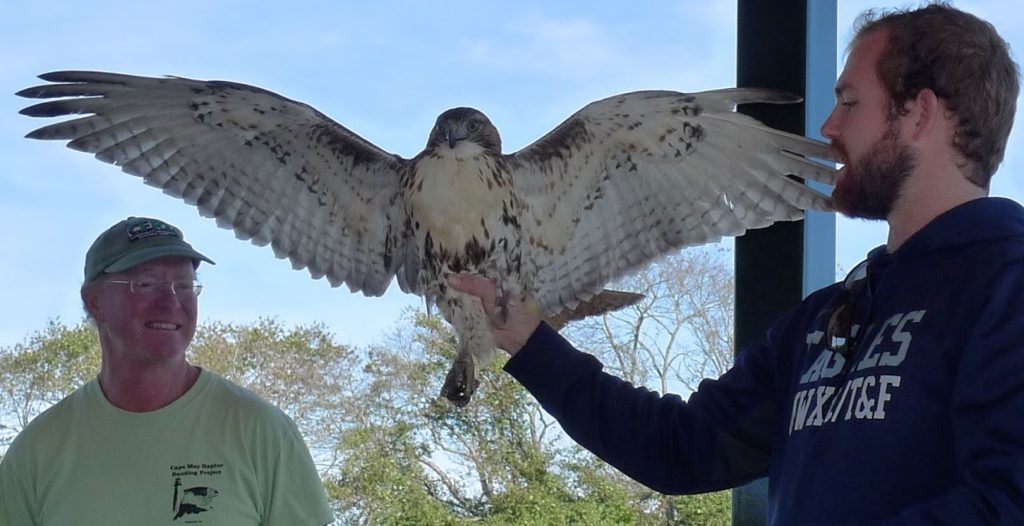 Tom Hudson of Cape May Raptor Banding Project explains features of Eastern Red Tail Hawk Oct. 28 at The Nature Conservancy’s Garrett Family Preserve at Cape Island Creek. The bird was released shortly afterward. Arthur Nelson