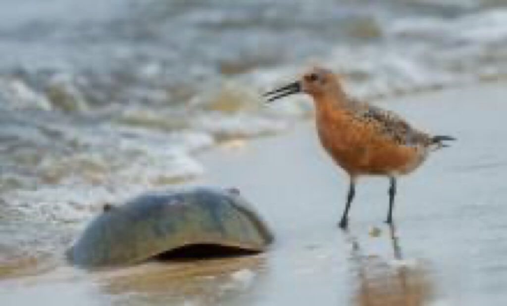 Cape May Spring Festival: SO.MANY.BIRDS!