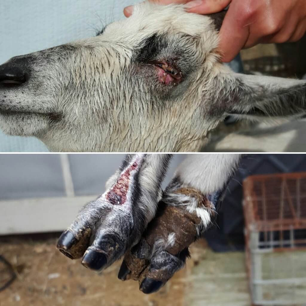 One of the goats on a West Cape May property needed immediate medical attention for a lacerated eyelid and another for mangled back feet.