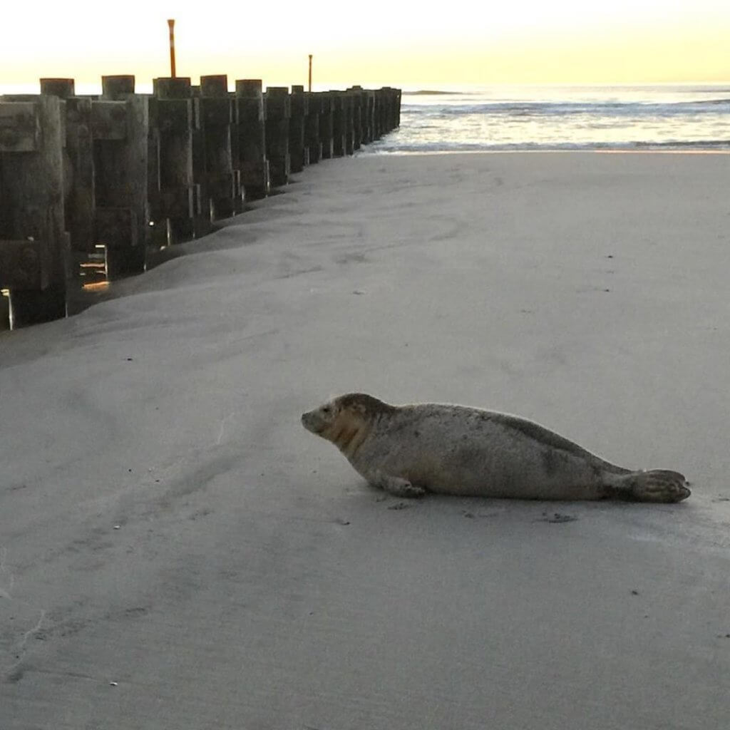 Seal Beaches Briefly