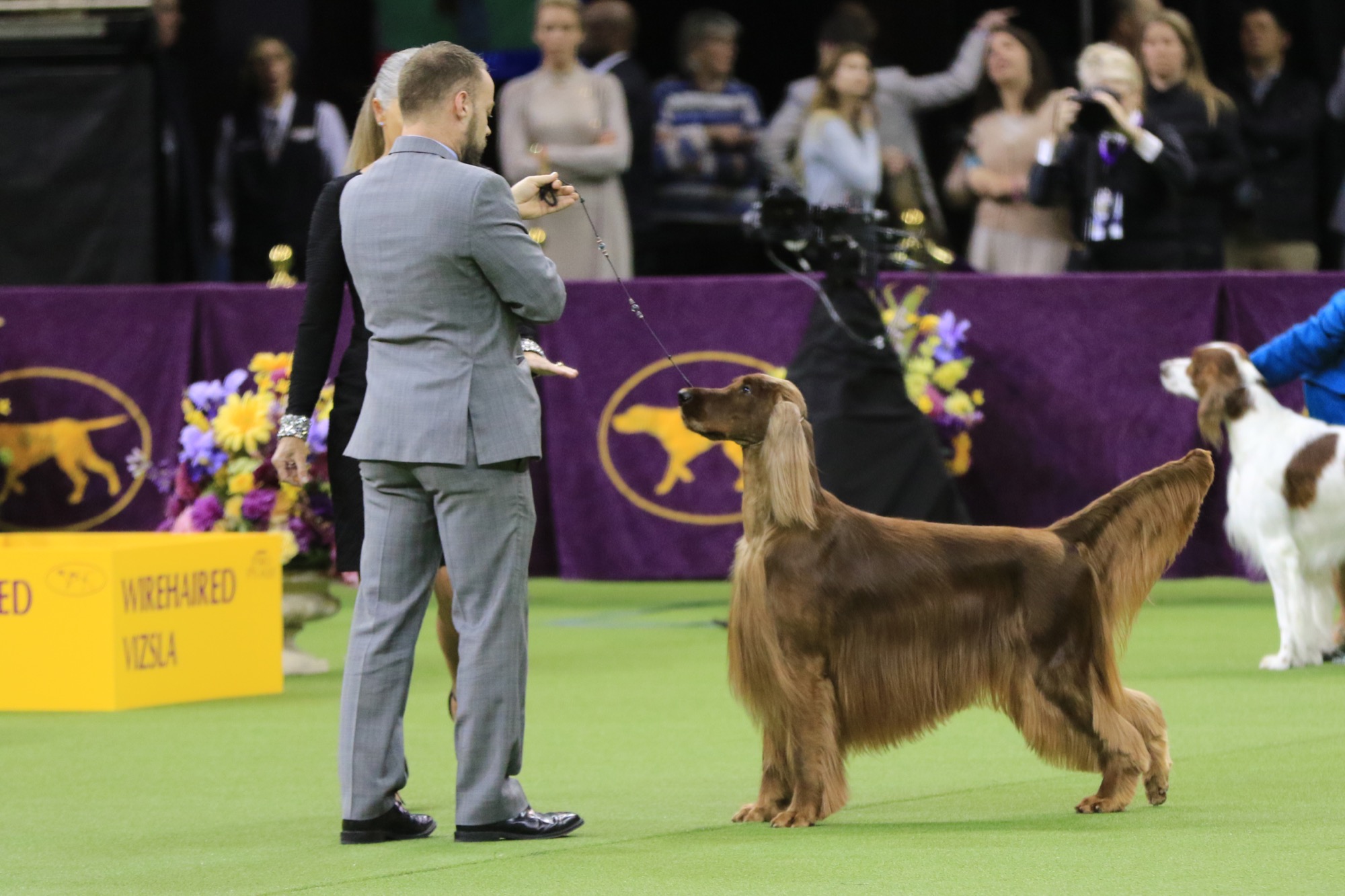 Ocean City Resident Wins Sporting Group at 141st Annual Westminster Kennel Club Dog Show