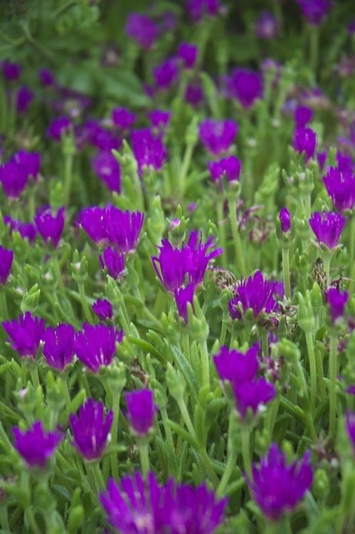 Vibrant colors of the succulent perennial Ice Plant.