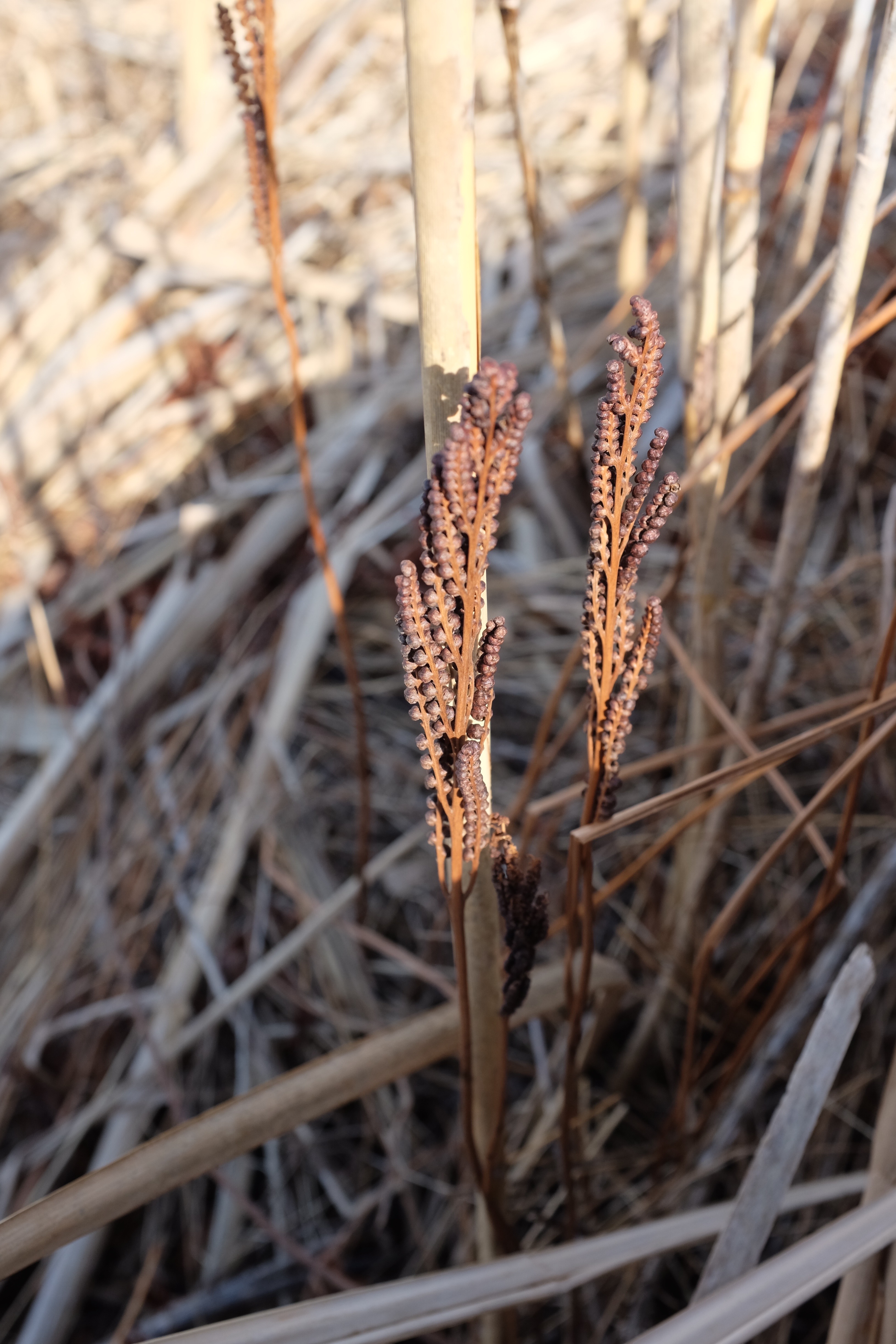 Fertile fronds persisting through the winter months.