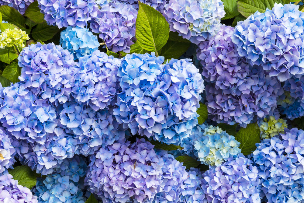 Hydrangeas in Bloom