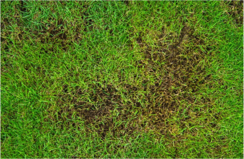 Why Your Spring Lawn Doesn’t Look Good (and How to Fix It Fast)