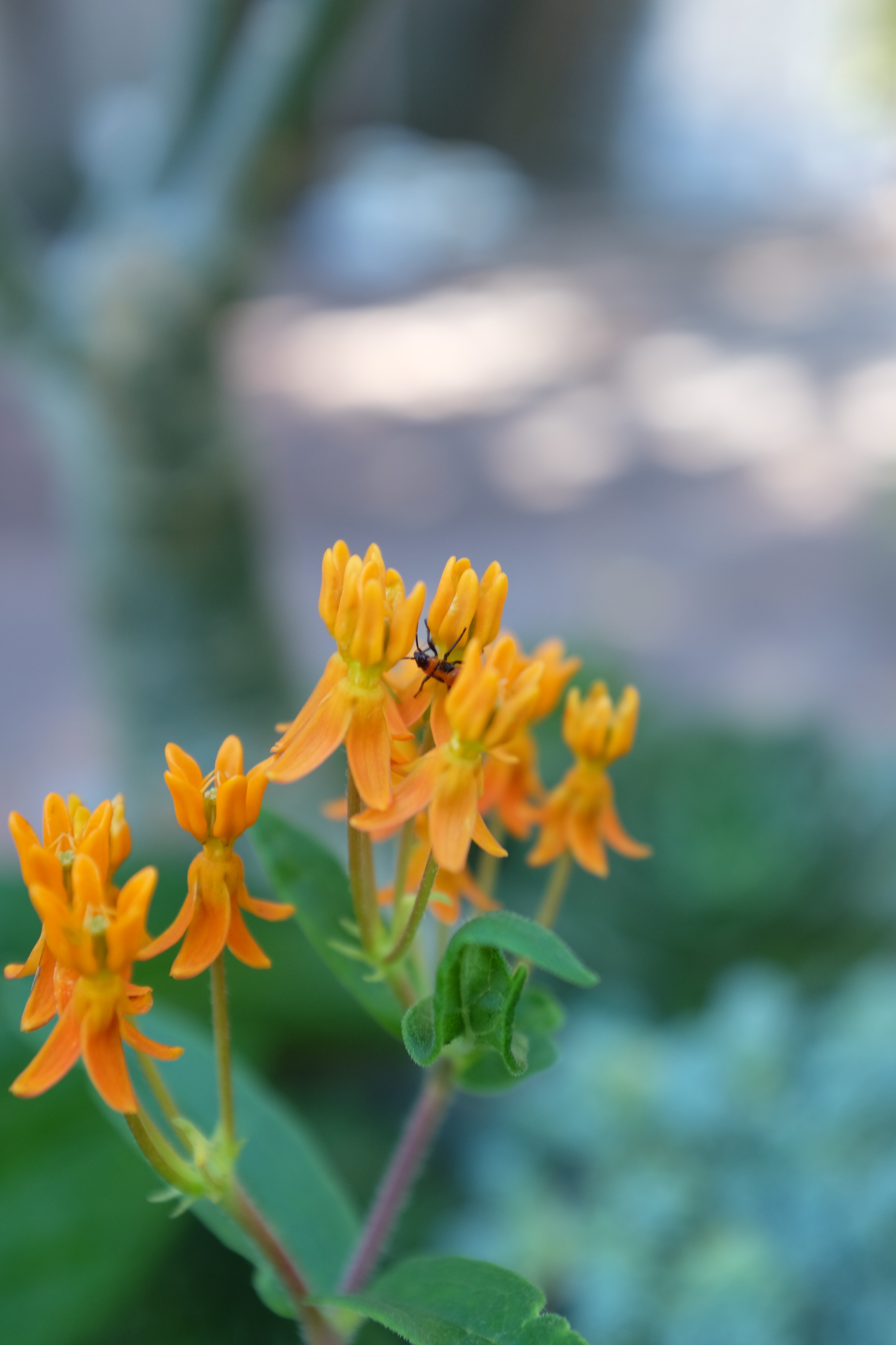 Flowers of Asclepias tuberosa with Milkweed bug.