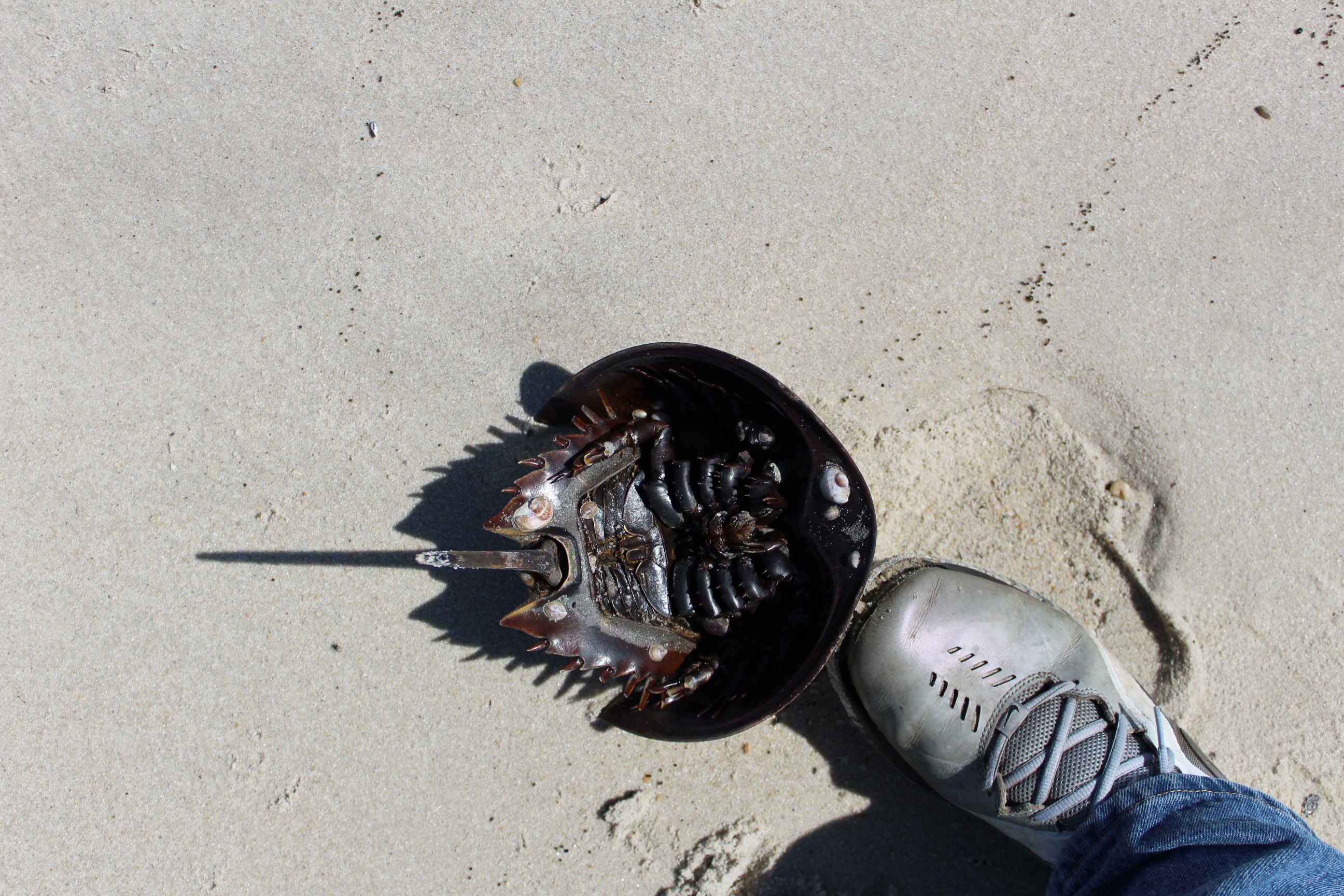 Ethical question of life and death: Should a horseshoe crab