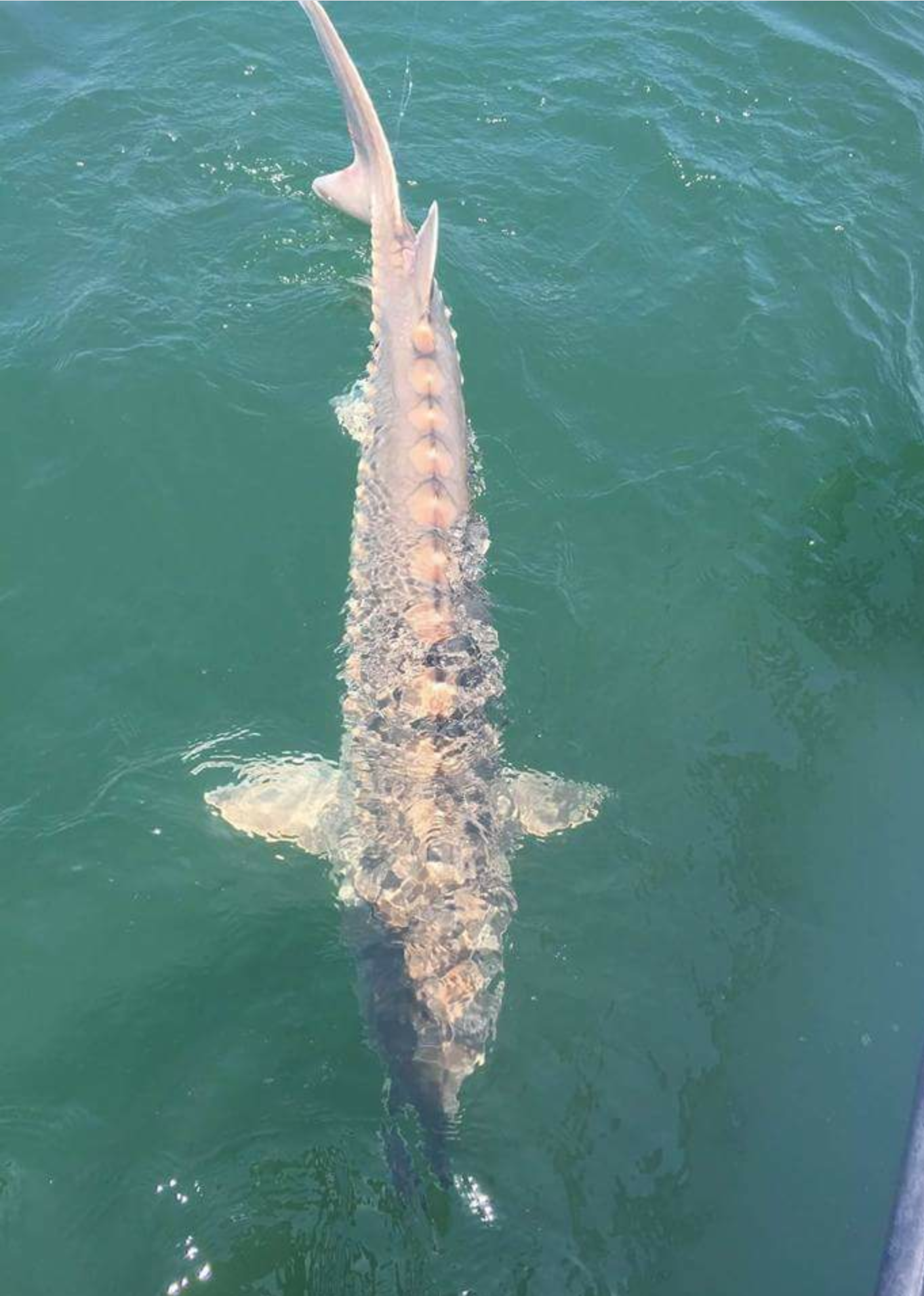 A sturgeon caught and released by Bradford Becker. 