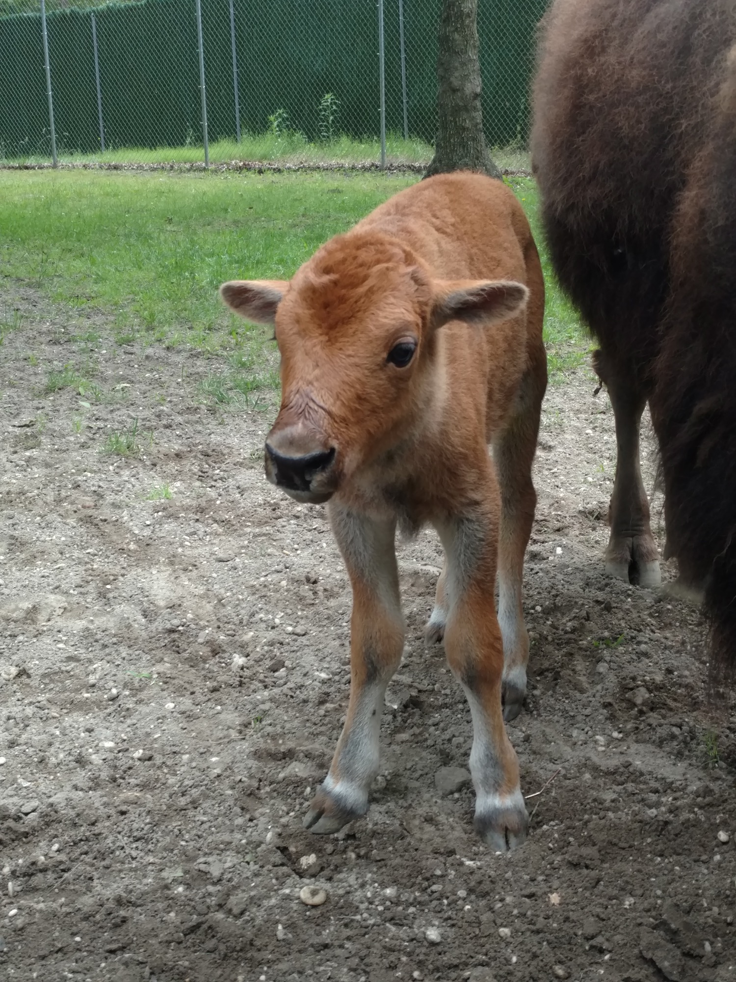 Bison Baby Born