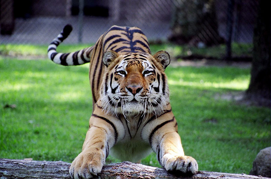 Zoo's Tiger Rocky Dies
