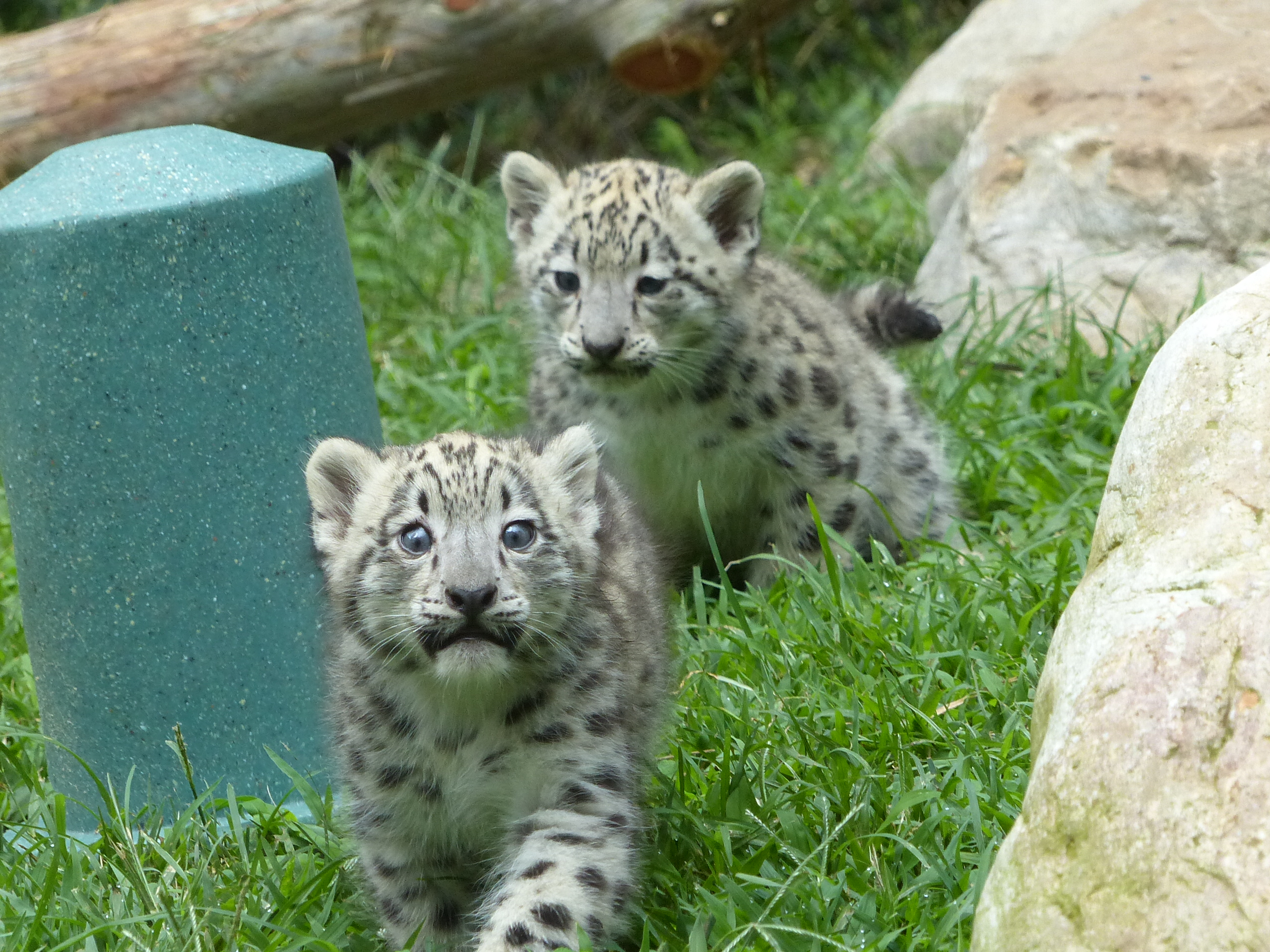 Two-month-old snow leopards explore their habitat July 18. 