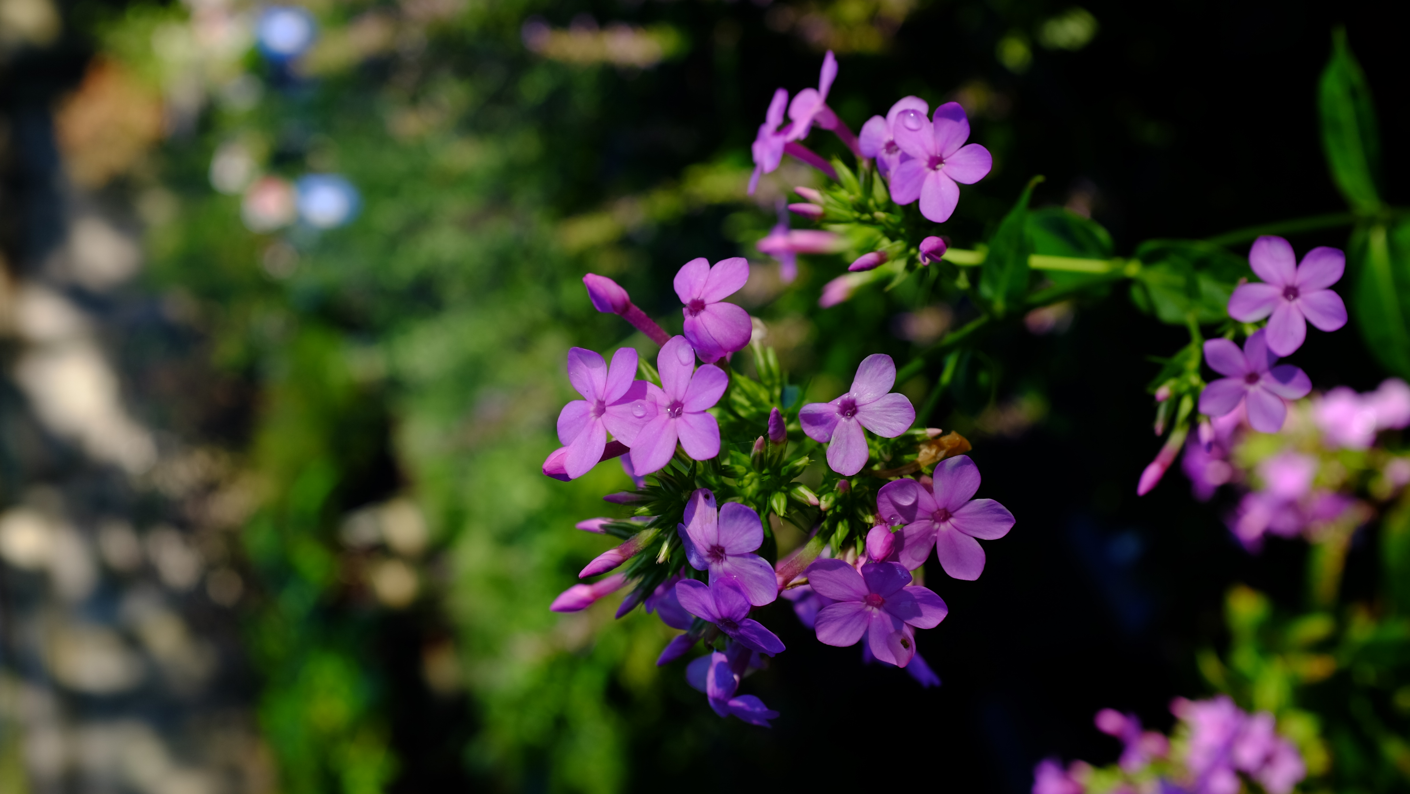 Over 800 varieties of phlox were recorded