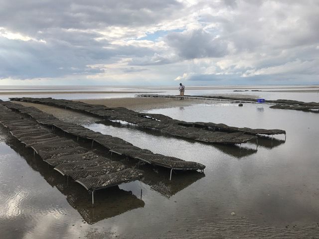 Oysters mature in plastic net bags atop raised platforms on mud flats in Delaware Bay.