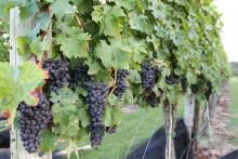 Bill to Establish Loan Program for NJ Wineries Signed by Governor