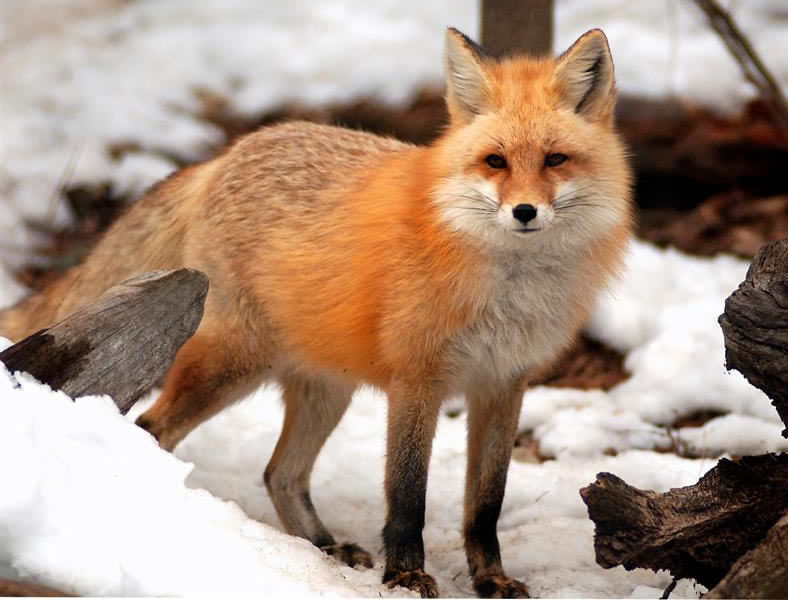 Red Fox courtesy state Department of Environmental Protection's Division of Fish and Wildlife website.